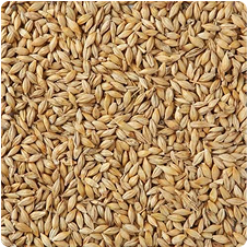 Barley