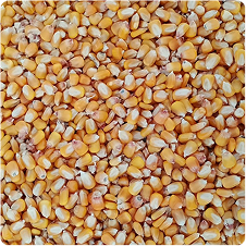 Maize